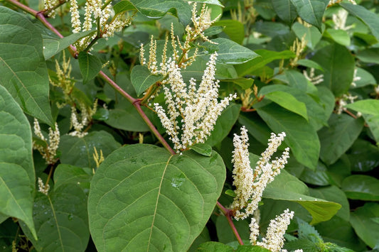 Japanese Knotweed & Resveratrol
