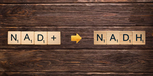Explanation of the NAD+ to NADH Cycle