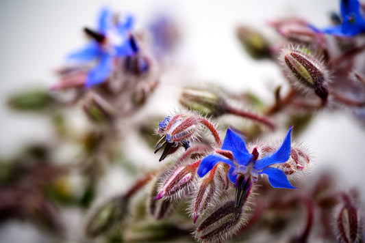 Borage Oil (Starflower) For Hangovers