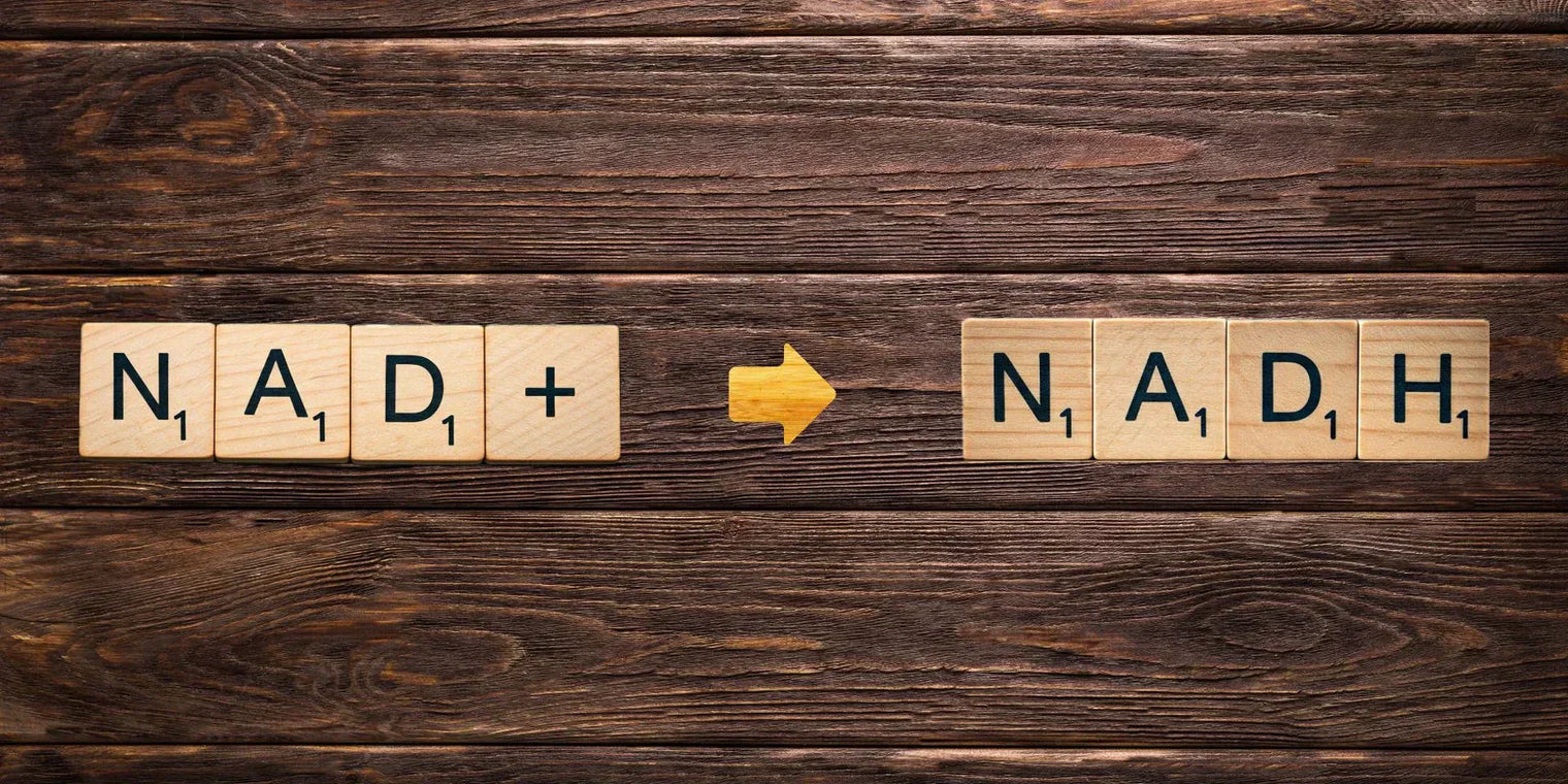Explanation of the NAD+ to NADH Cycle