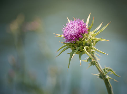 Is Milk Thistle Good For Hangovers?