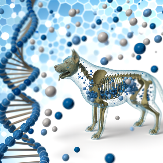 Best longevity supplement for dog owners (active walking): Keep Up With Your Pup