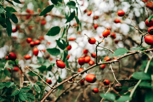 Berberine HCl or Berberine? Which is better?