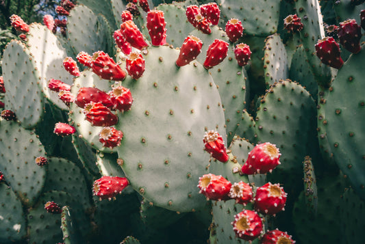 Is Prickly Pear Good For Hangovers?