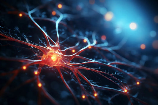 B Vitamins That Support Nerve Function