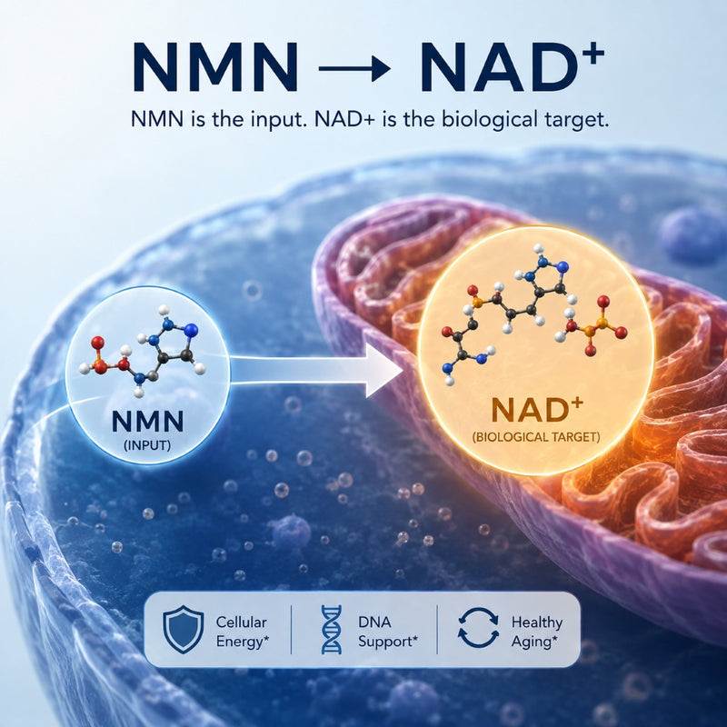 Your Body Can Make NAD+ From NMN